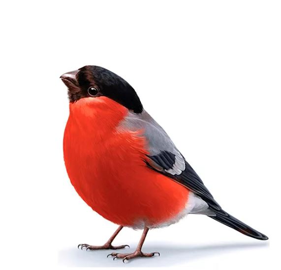 Конспект по развитию речи в средней группе детского сада: «Зимующие птицы»  | Дефектология Проф